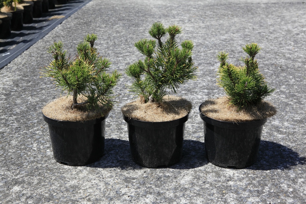 Pinus mugo 'Carstens Wintergold' cont. 5L 30/+ cm