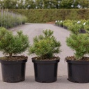 Pinus mugo 'Carstens Wintergold' cont. 5L 30/+ cm