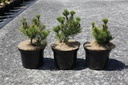 Pinus mugo 'Carstens Wintergold' cont. 5L 30/+ cm