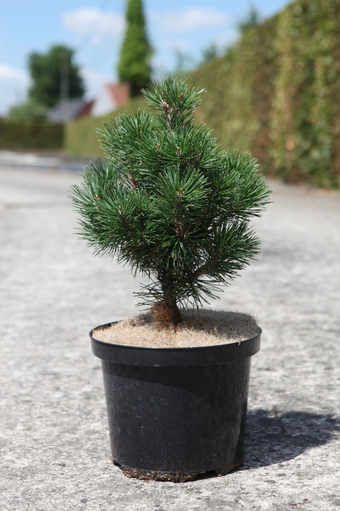 Pinus mugo 'Mops' cont. 5L 25/+ cm
