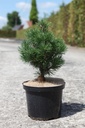 Pinus mugo 'Mops' cont. 5L 25/+ cm