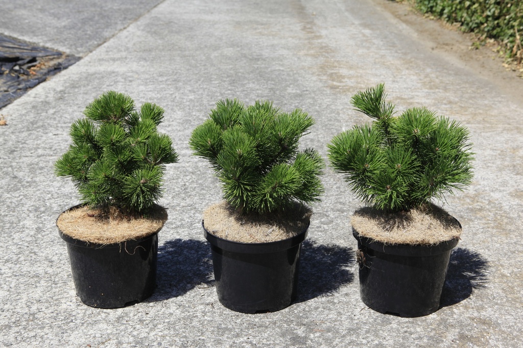 Pinus mugo 'Mumpitz' cont. 5L 20-25 cm