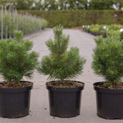 [P] Pinus mugo 'Mumpitz' cont. 5L 30/+ cm