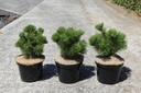 Pinus mugo 'Mumpitz' cont. 5L 20-25 cm