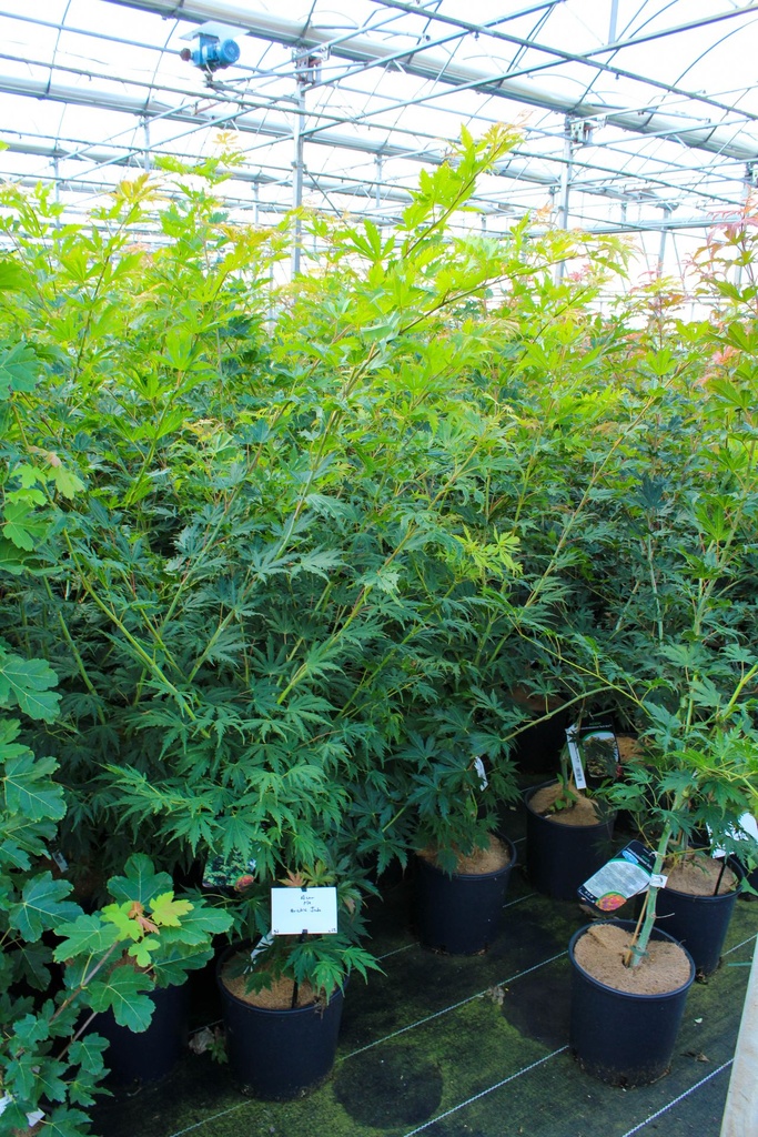 [P] Acer pseudosieboldianum ARCTIC JADE (PBR) cont. 12L 100-125 cm +p