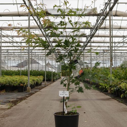 [P] Acer pseudosieboldianum ARCTIC JADE (PBR) cont. 12L 100-125 cm +p