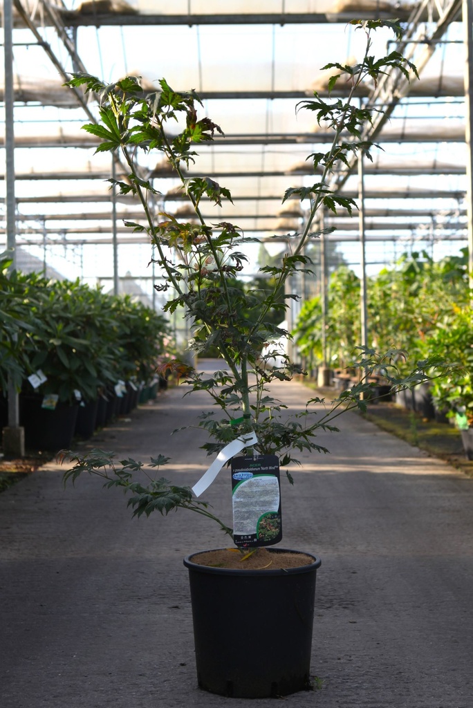 [P] Acer pseudosieboldianum NORTH WIND (PBR) cont. 12L 80-100 cm +p