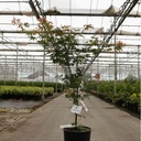Acer pseudosieboldianum NORTH WIND (PBR) cont. 12L 80-100 cm +p