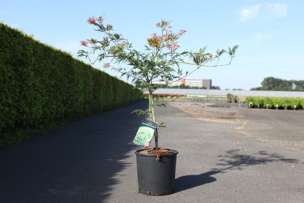 [P] Acer pseudosieboldianum ICE DRAGON (PBR) cont. 12L 60/+ cm +B