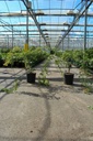 Acer pseudosieboldianum ICE DRAGON (PBR) cont. 12L 60/+ cm +p