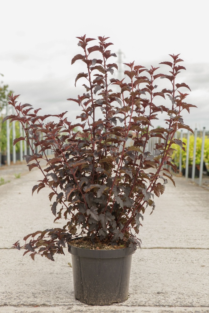 Physocarpus opulifolius PANTHER (PBR) cont. 10L 60-80 cm +B
