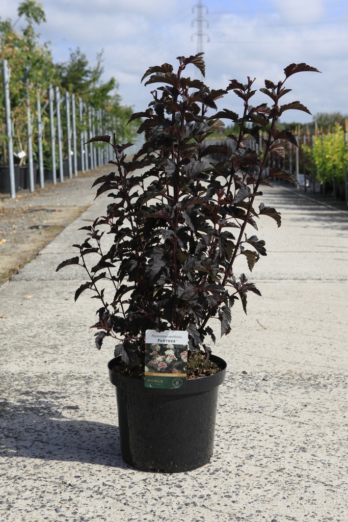 [P] Physocarpus opulifolius PANTHER (PBR) cont. 10L 60-80 cm +f