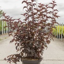 Physocarpus opulifolius PANTHER (PBR) cont. 10L 60-80 cm +ф