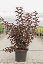 Physocarpus opulifolius PANTHER (PBR) cont. 10L 60-80 cm +B