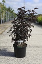 Physocarpus opulifolius PANTHER (PBR) cont. 10L 60-80 cm +f