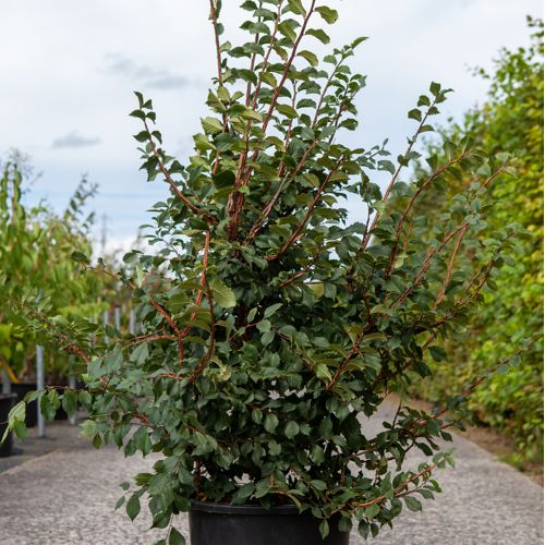 Ulmus minor suberosa cont. 30L 125-150 cm +ф