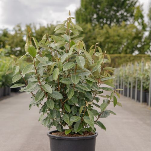 [P] Elaeagnus ebbingei cont. 15L 100-125 cm