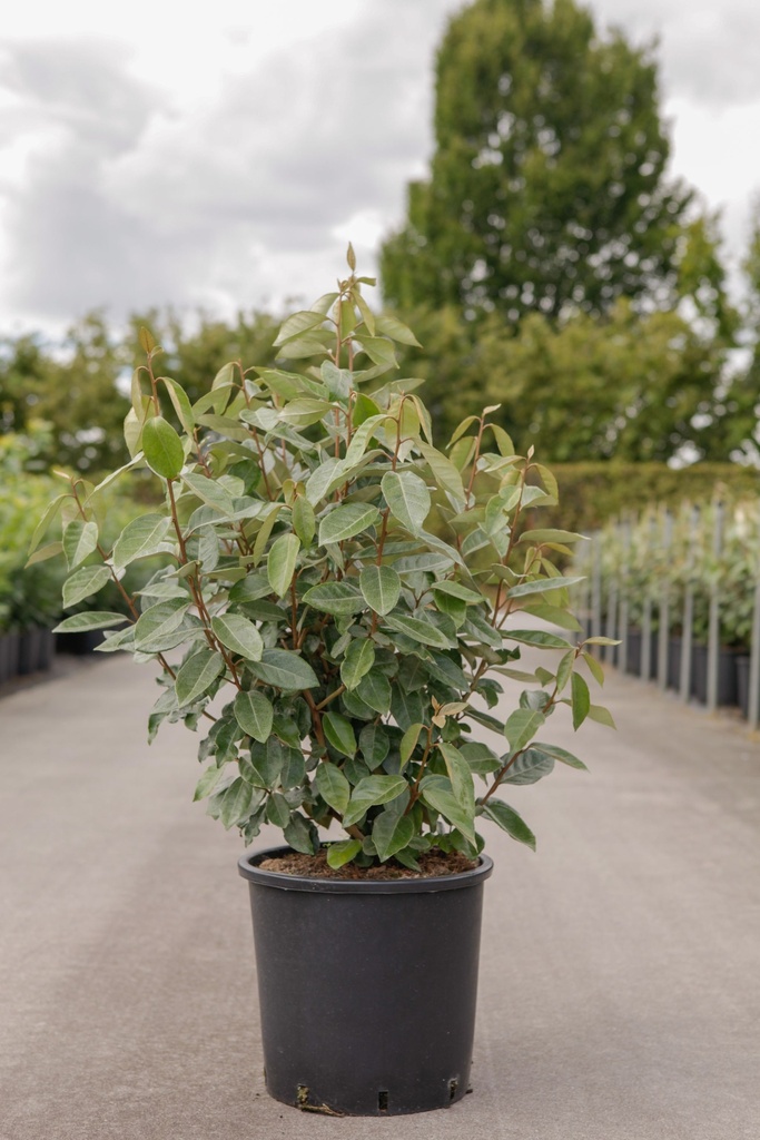 Elaeagnus ebbingei cont. 15L 100-125 cm