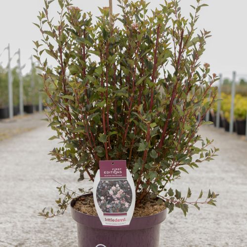 [P] Physocarpus opulifolius First Editions® LITTLE DEVIL® (PBR) cont. 10L déco 60/+ cm +p