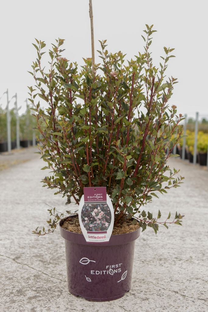 [P] Physocarpus opulifolius First Editions® LITTLE DEVIL® (PBR) cont. 10L déco 60/+ cm +p