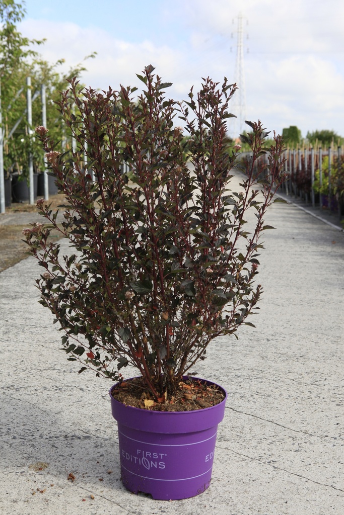 Physocarpus opulifolius First Editions® LITTLE DEVIL® (PBR) cont. 10L deco 60/+ cm +f