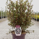 Physocarpus opulifolius First Editions® LITTLE DEVIL® (PBR) cont. 10L déco 60/+ cm +p