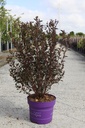 Physocarpus opulifolius First Editions® LITTLE DEVIL® (PBR) cont. 10L deco 60/+ cm +f