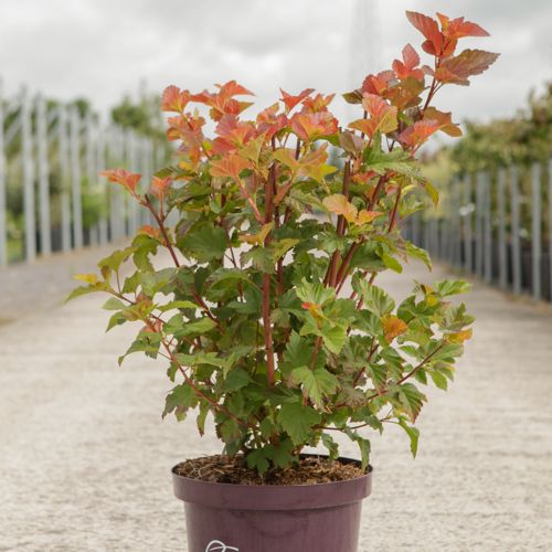 [P] Physocarpus opulifolius First Editions® AMBER JUBILEE® (PBR) cont. 10L deco 60-80 cm +B