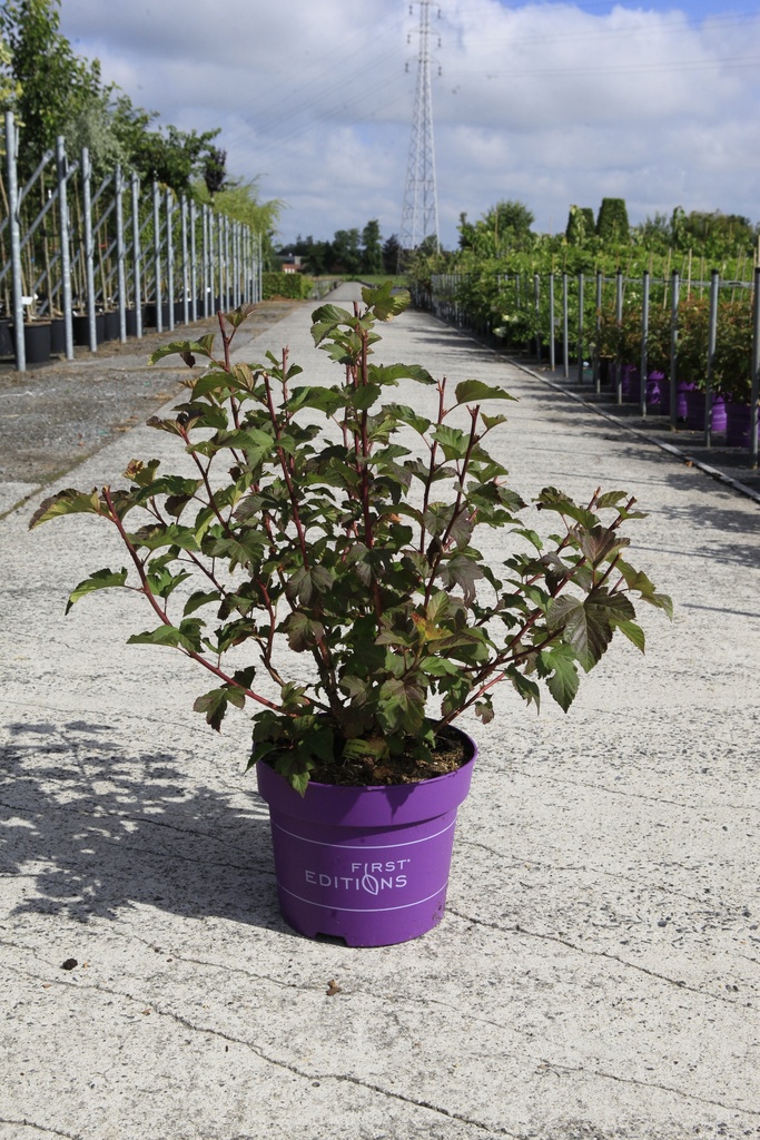 Physocarpus opulifolius First Editions® AMBER JUBILEE® (PBR) cont. 10L deco 60-80 cm +p