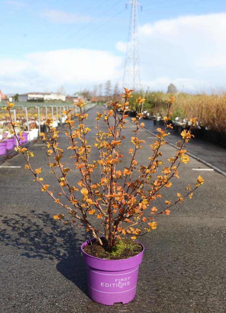 [P] Physocarpus opulifolius First Editions® AMBER JUBILEE® (PBR) cont. 10L deco 60-80 cm +p