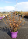 Physocarpus opulifolius First Editions® AMBER JUBILEE® (PBR) cont. 10L deco 60-80 cm +ф