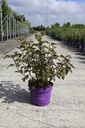 Physocarpus opulifolius First Editions® AMBER JUBILEE® (PBR) cont. 10L deco 60-80 cm +p