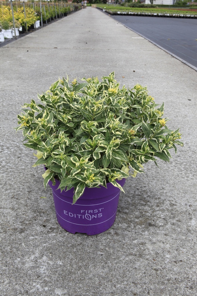 Diervilla sessilifolia First Editions® COOL SPLASH® (PBR) cont. 10L деко 50-60 cm +ф