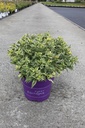 Diervilla sessilifolia First Editions® COOL SPLASH® (PBR) Kont. 10L Deko 50-60 cm +B