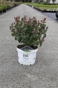 Diervilla Proven Winners® KODIAK® BLACK (PBR) cont. 10L deco 50-60 cm +p