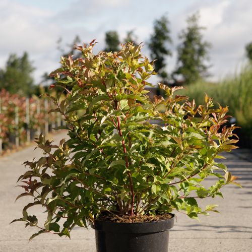[P] Diervilla Proven Winners® KODIAK® ORANGE (PBR) cont. 10L deco 50-60 cm +B
