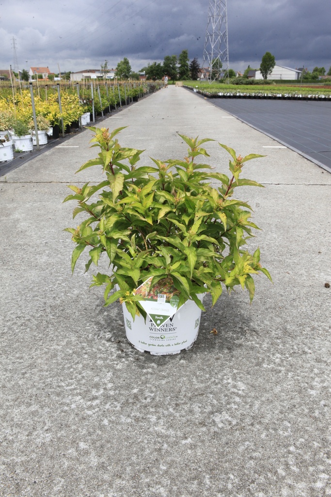 Diervilla Proven Winners® KODIAK® ORANGE (PBR) cont. 10L deco 50-60 cm +p