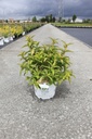 Diervilla Proven Winners® KODIAK® ORANGE (PBR) cont. 10L déco 50-60 cm +p