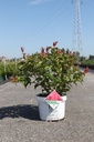 Diervilla Proven Winners® KODIAK® ORANGE (PBR) cont. 10L deco 50-60 cm +ф