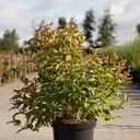 Diervilla Proven Winners® KODIAK® ORANGE (PBR) cont. 10L deco 50-60 cm +p