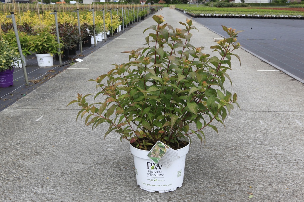 Diervilla Proven Winners® KODIAK® RED (PBR) cont. 10L deco 50-60 cm +f