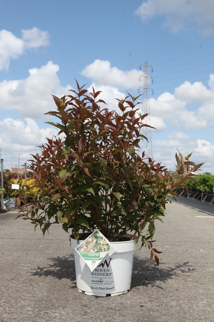 Diervilla Proven Winners® KODIAK® RED (PBR) cont. 10L deco 50-60 cm +p