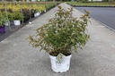 Diervilla Proven Winners® KODIAK® RED (PBR) cont. 10L деко 50-60 cm +ф