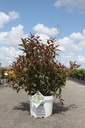 Diervilla Proven Winners® KODIAK® RED (PBR) cont. 10L déco 50-60 cm +p