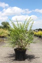 Ligustrum ibota MUSLI (PBR) cont. 10L 50-60 cm +f