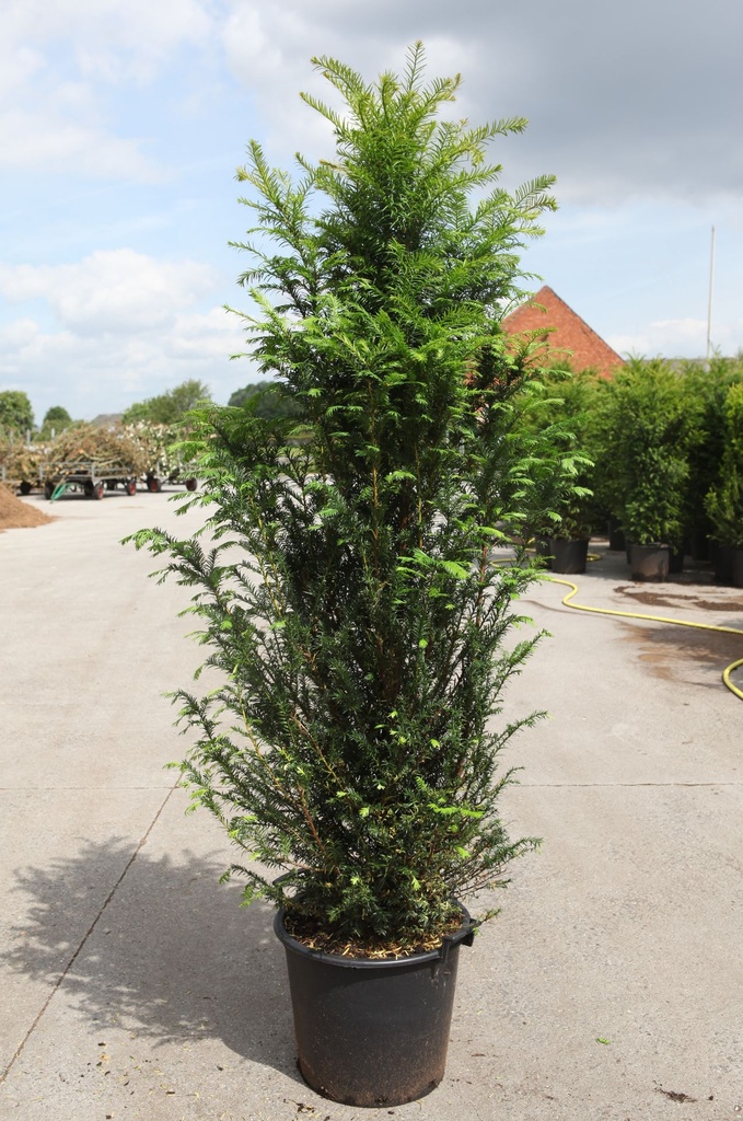 [P] Taxus baccata cont. 30L 140-160 cm