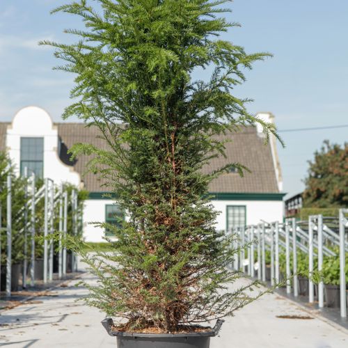 [P] Taxus baccata cont. 30L 140-160 cm