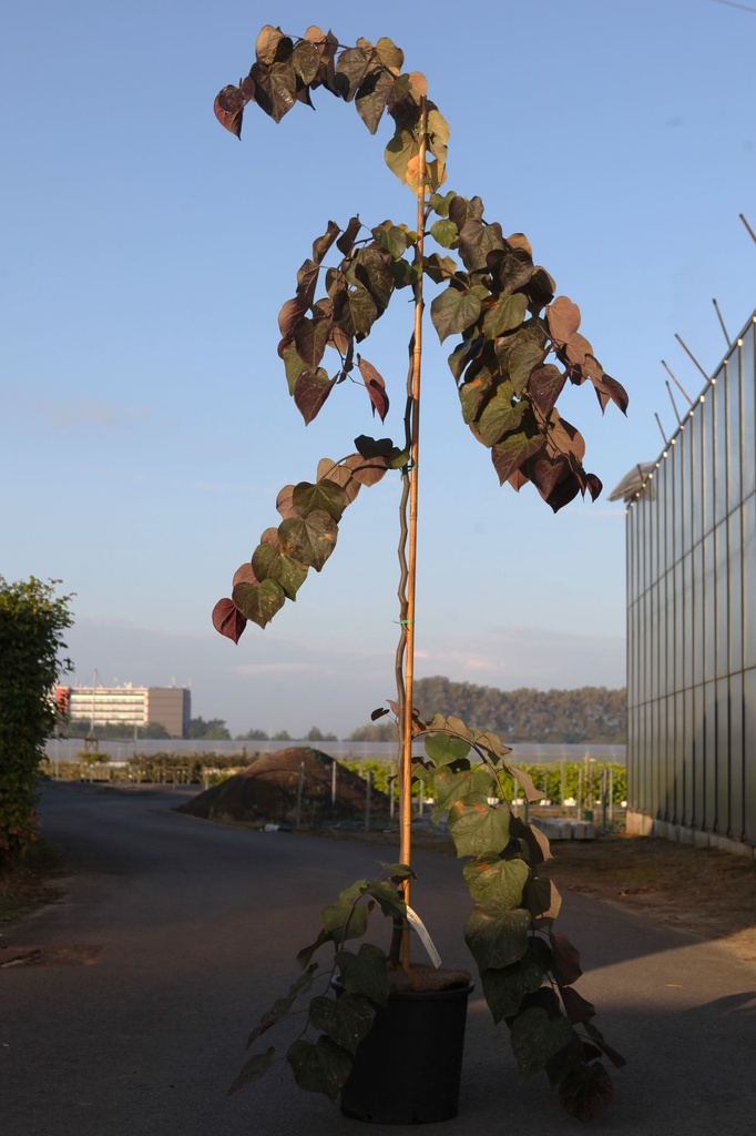 [P] Cercis canadensis 'Ruby Falls' (PBR) cont. 15L 175-200 cm feathered +ф