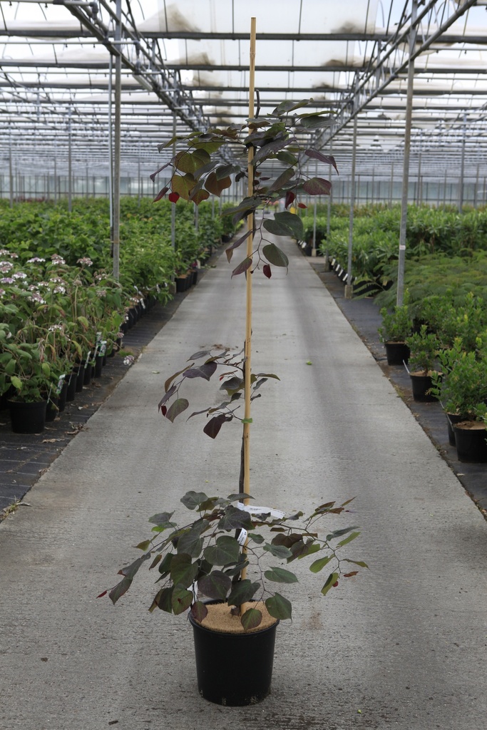 Cercis canadensis 'Ruby Falls' (PBR) cont. 15L 175-200 cm feathered +ф