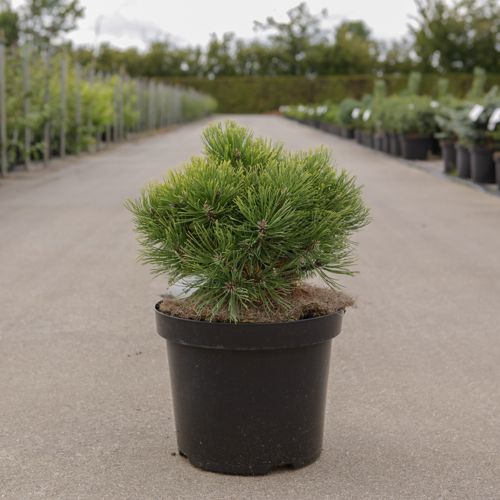 [P] Pinus mugo 'Ophir' cont. 7,5L 30/+ cm